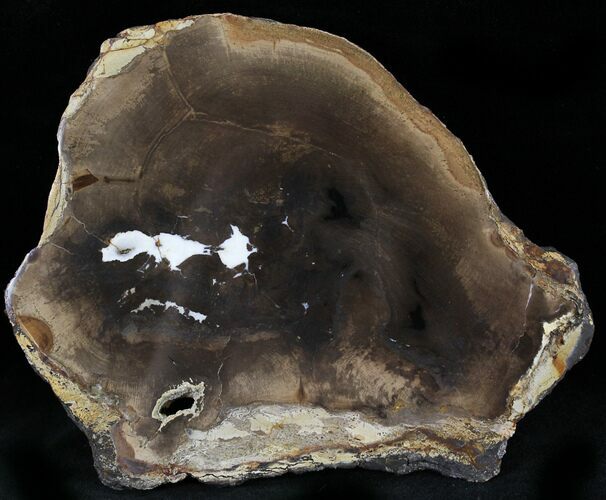 Petrified Wood Slab - Sweethome, Oregon #25864